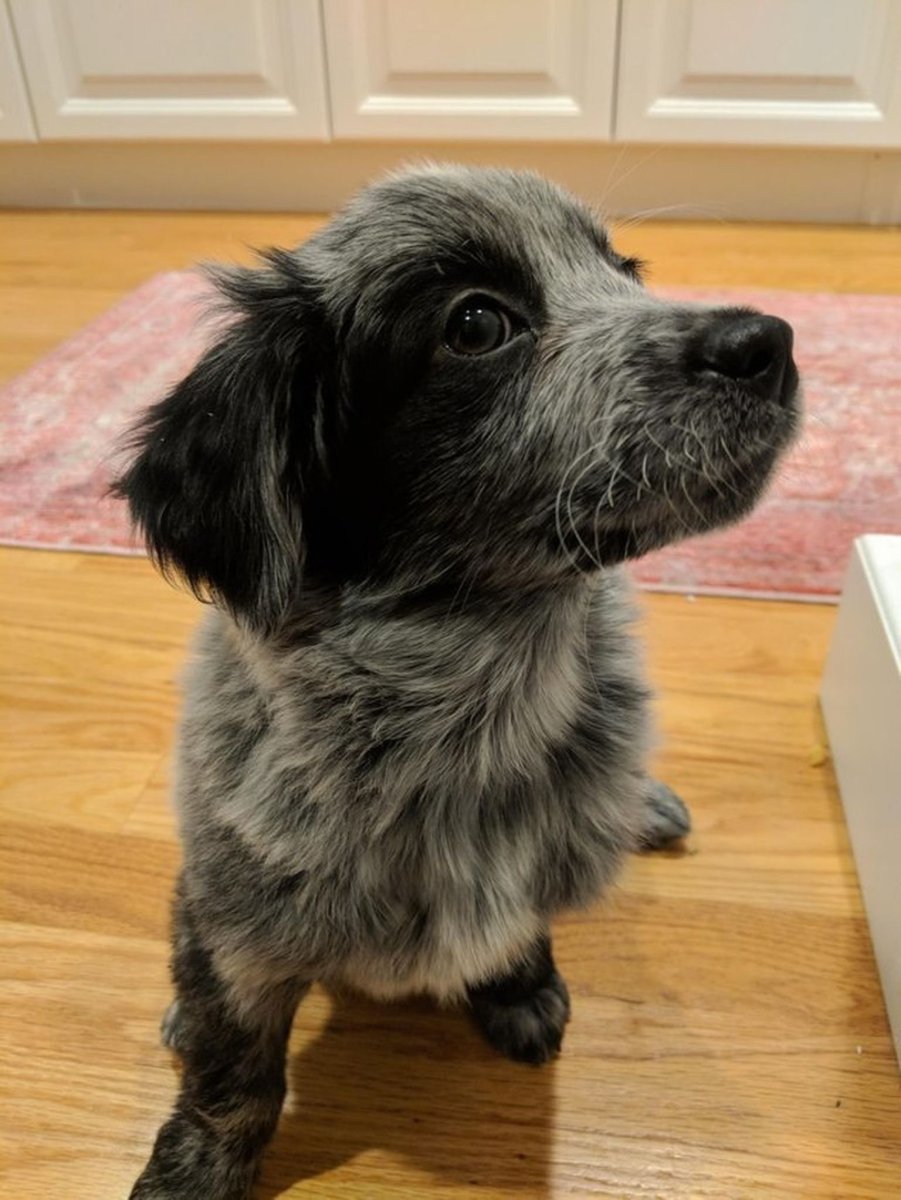 Метис спаниель и дворняжка