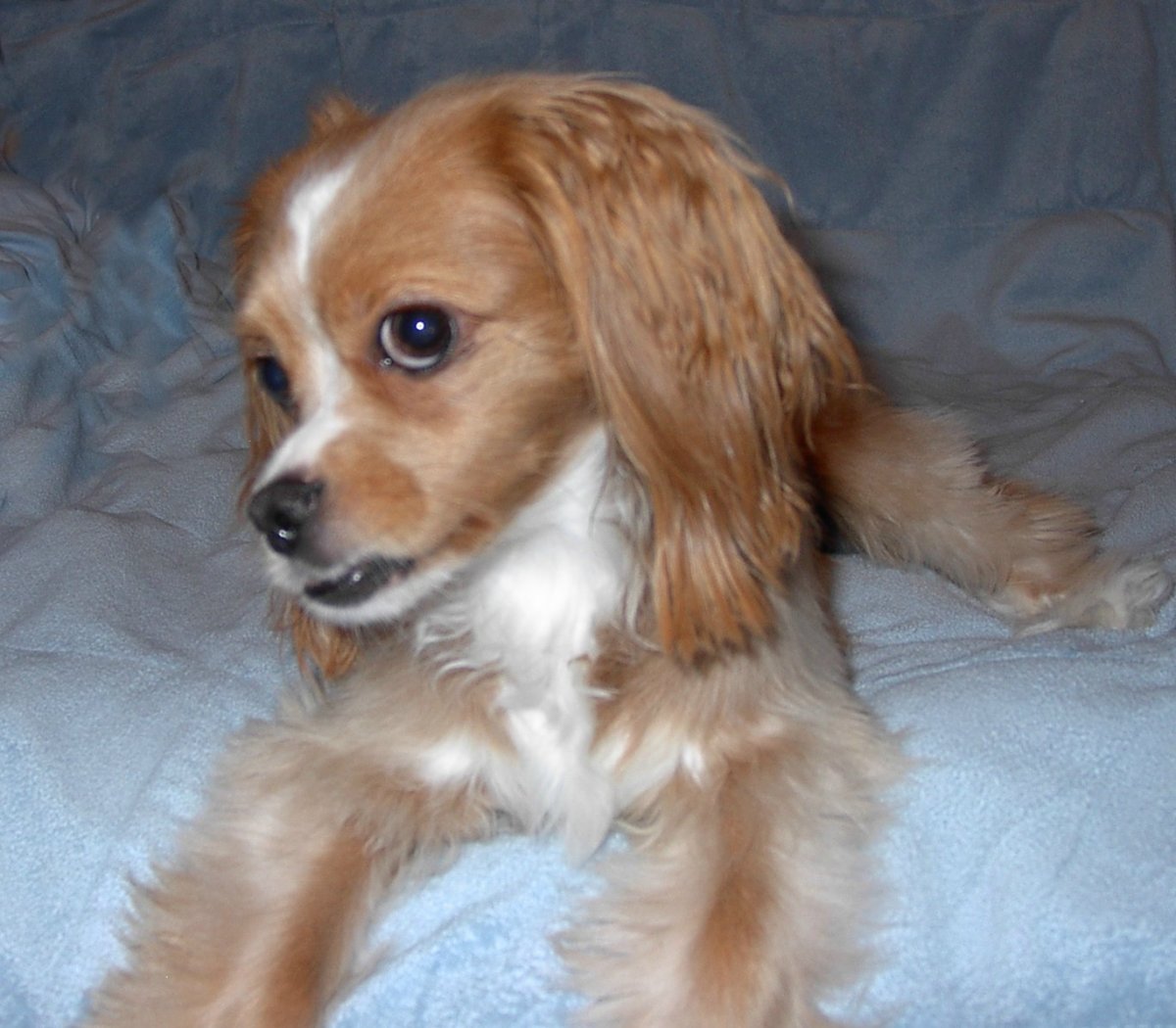 Метис спаниеля