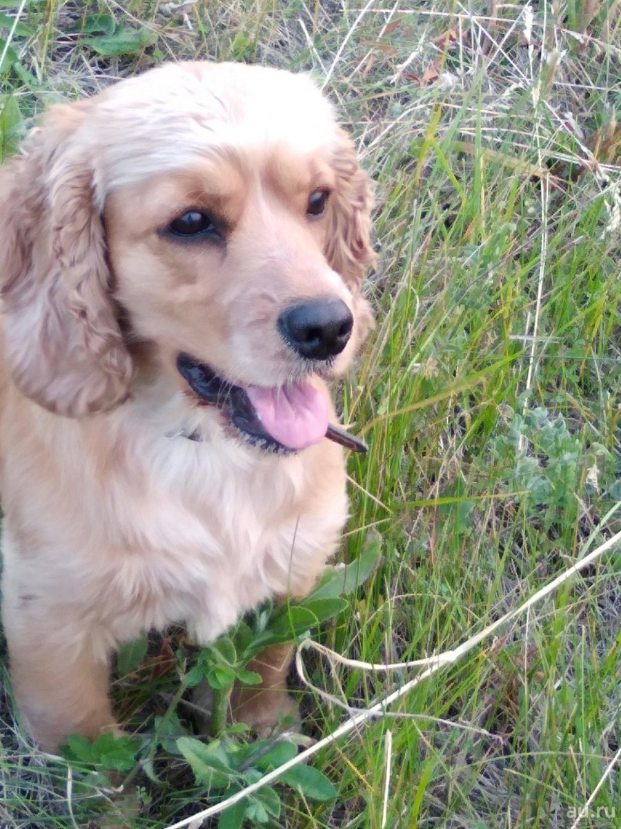 Метис кокер спаниеля