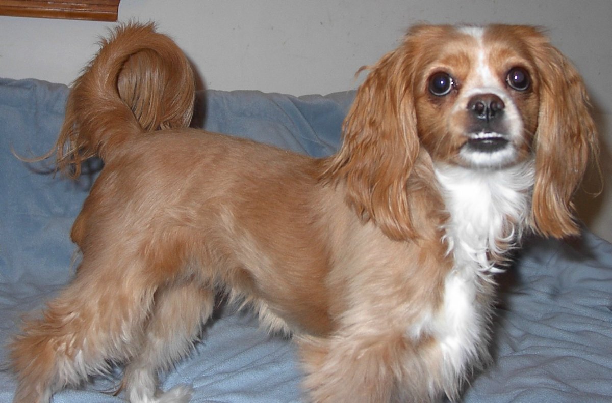 Помесь пекинеса и кокер спаниеля