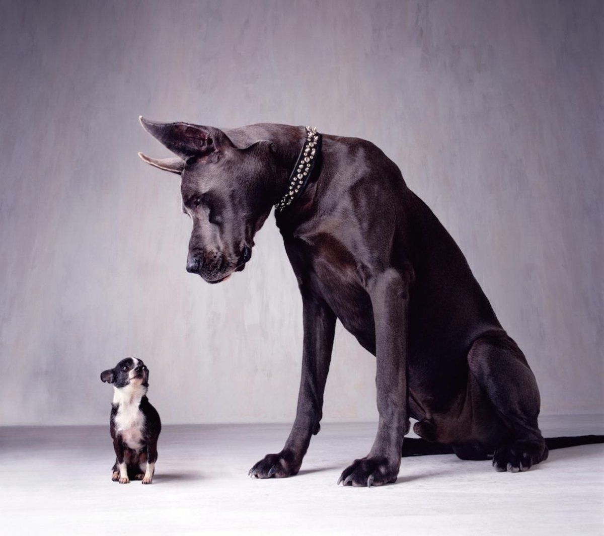 Дог Королевский альбинос