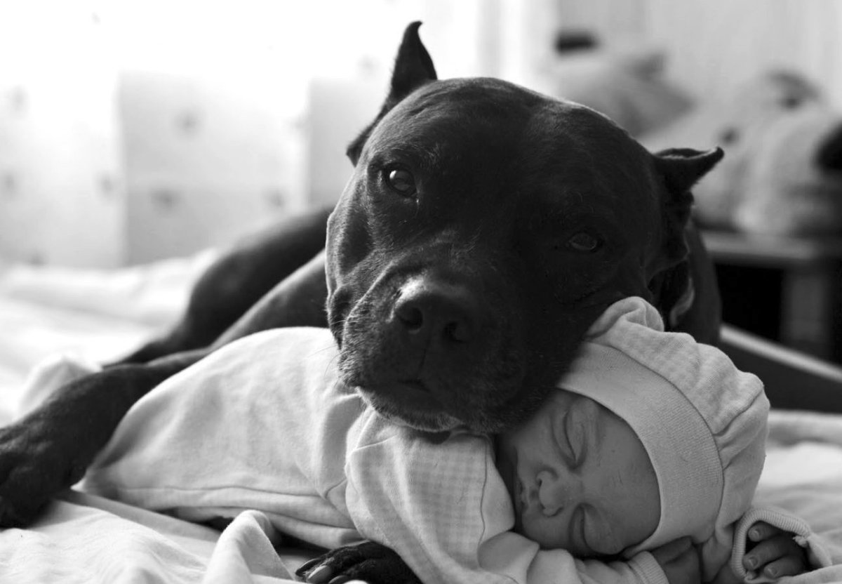 Датский дог Гибсон