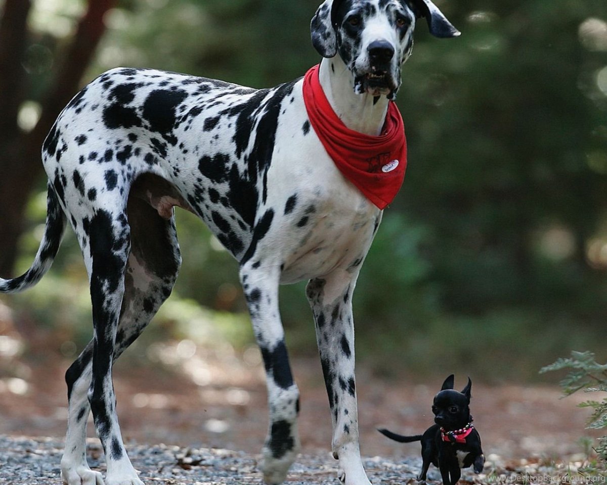 Андрей Селиверстов маленькие дети и их большие собаки