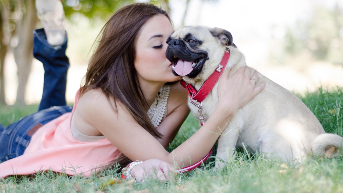 Доберман Эстетика