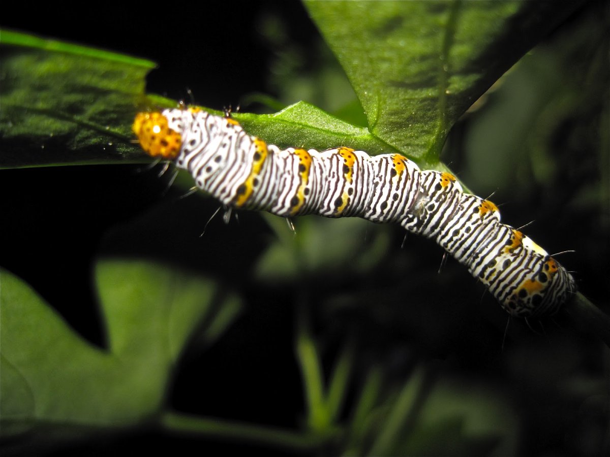 Phalera Bucephala гусеница