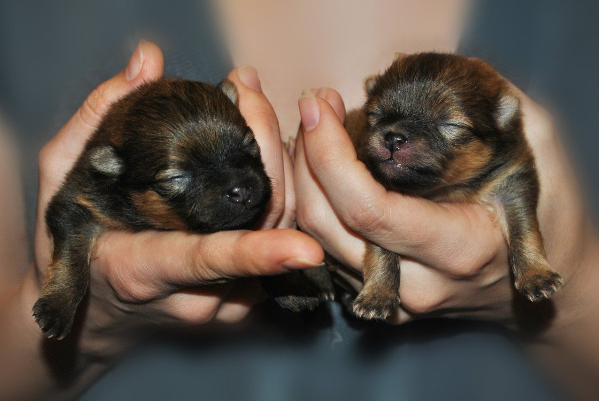 Щенки шпица Новорожденные