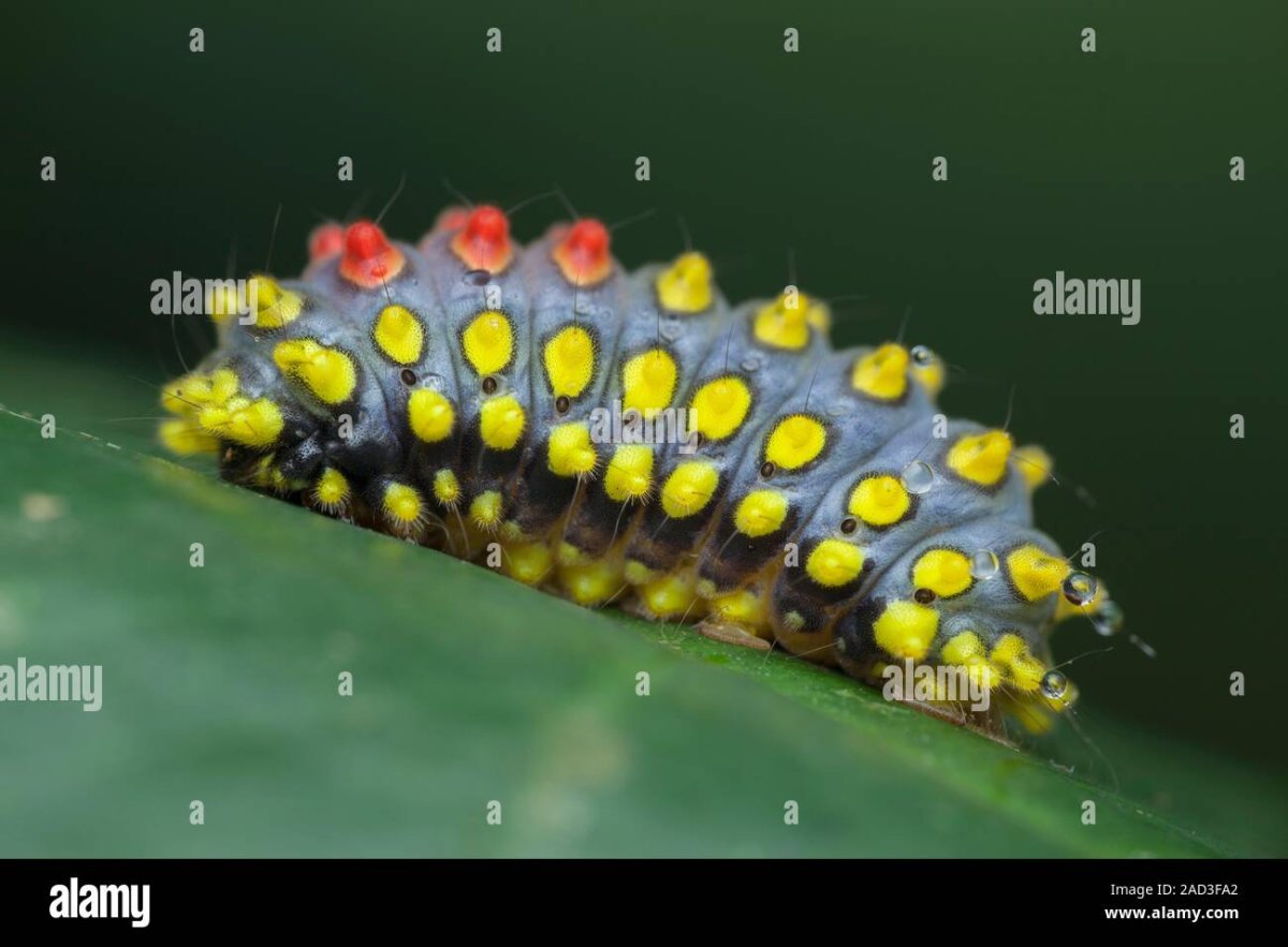 Березовый пилильщик ложногусеница