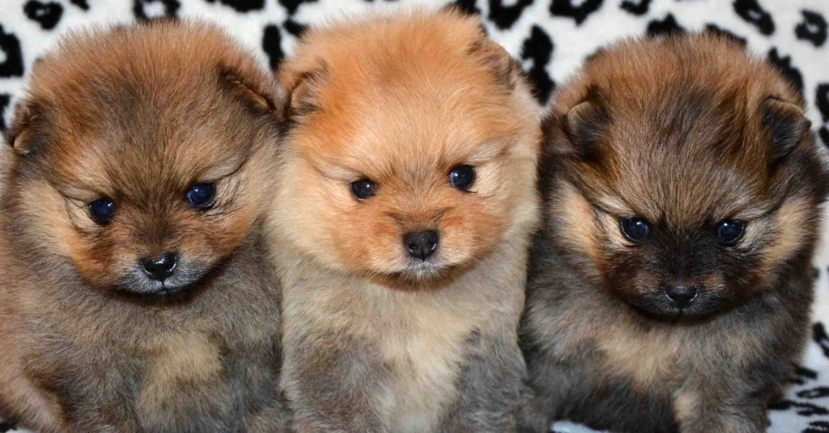 Померанский шпиц новорожденный