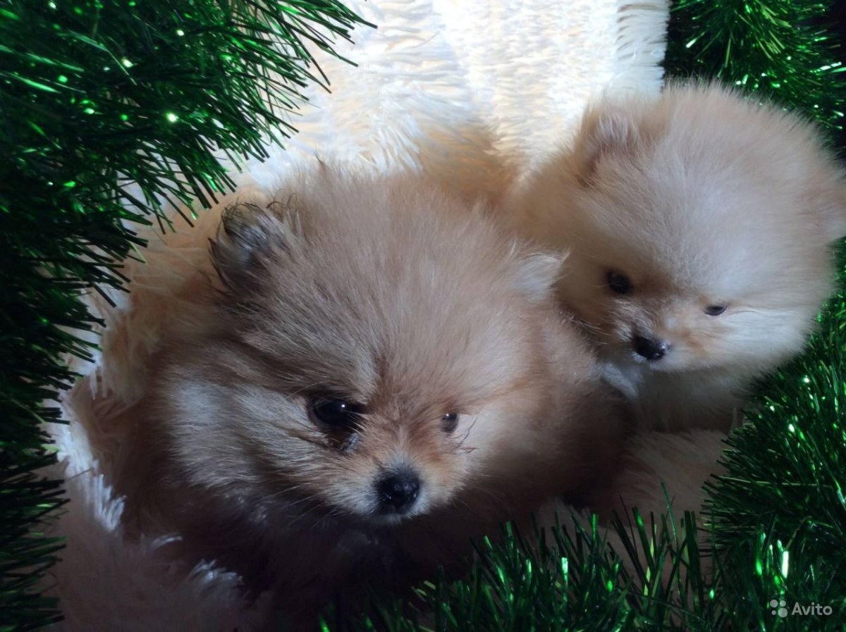 Померанский шпиц новорож