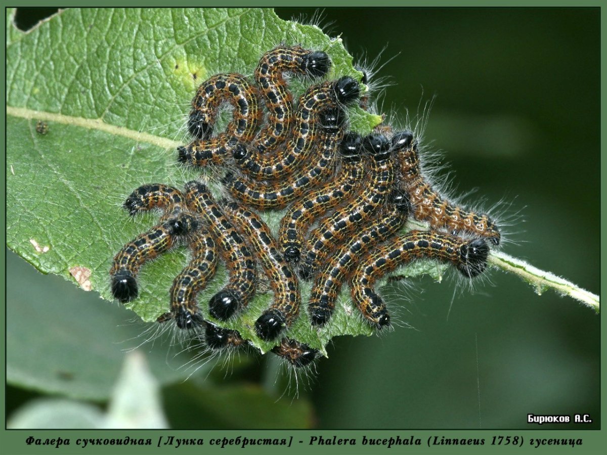Phalera Bucephala лунка серебристая