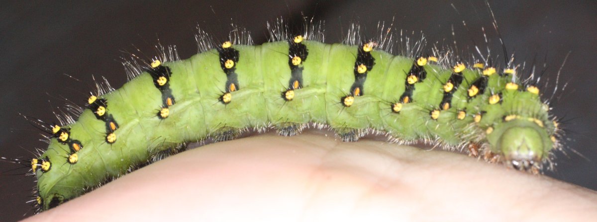 Гусеница шелкопряда Saturniidae