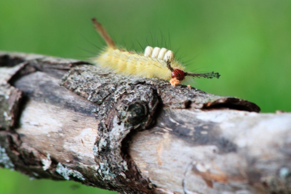 Богомол ест гусеницу