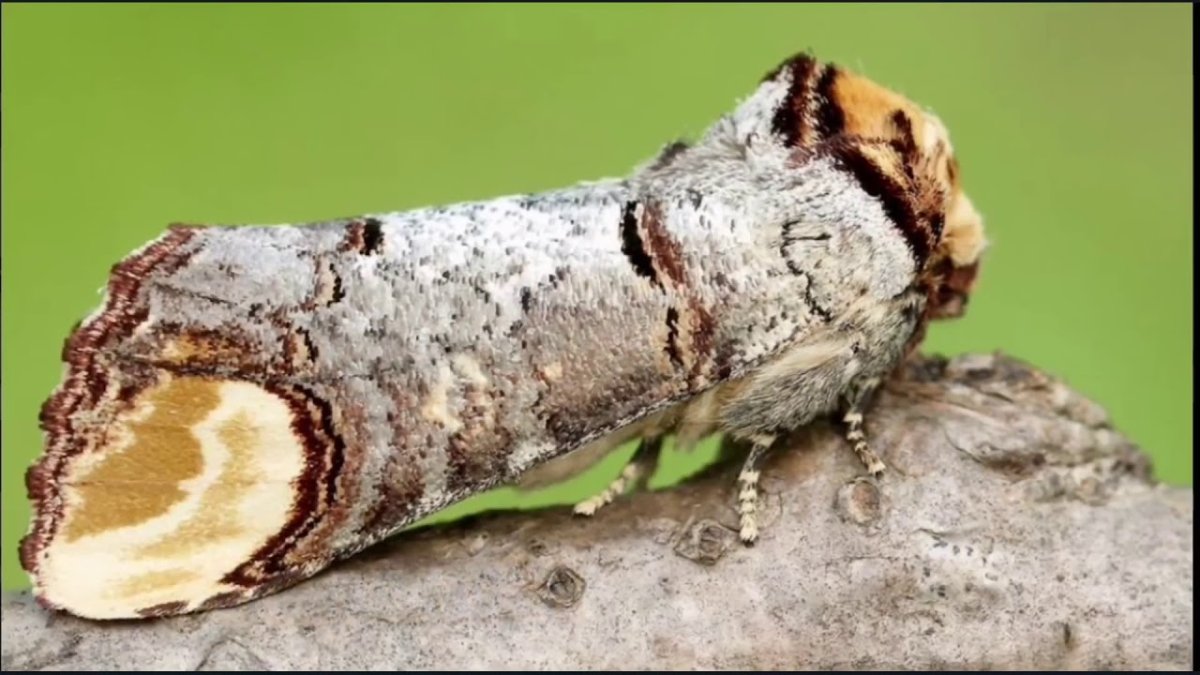 ЛАРВА гусеница