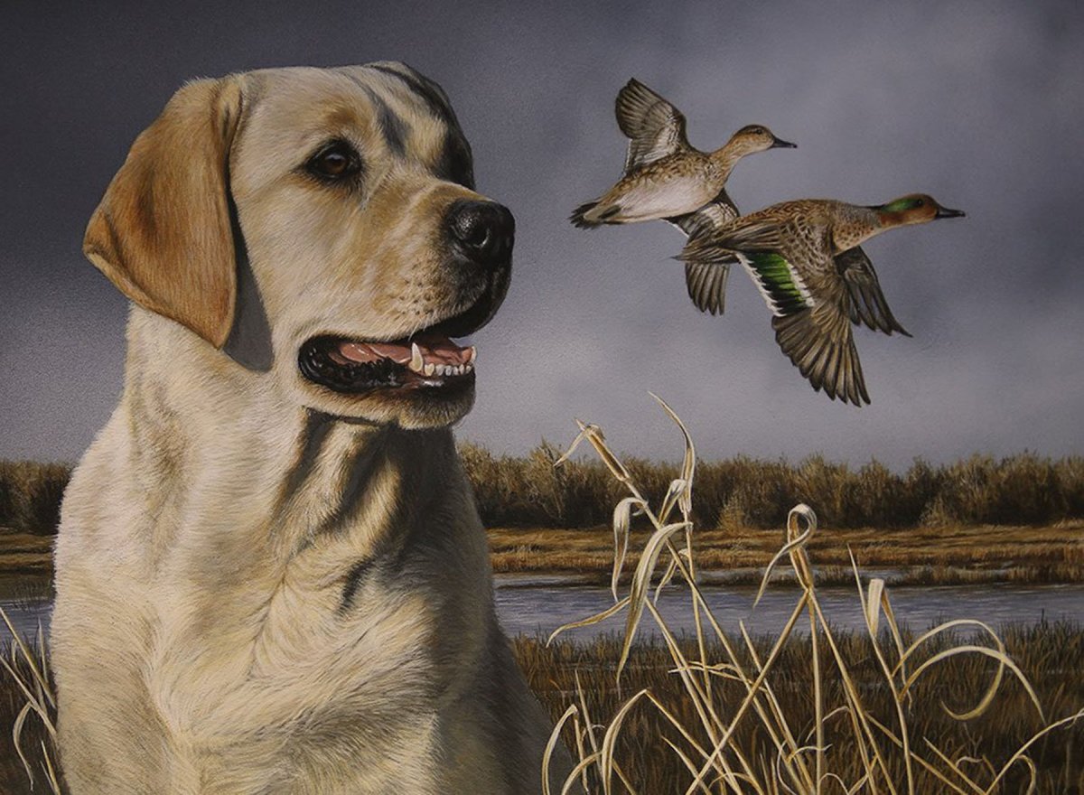 Ретривера лабрадора охотничьи