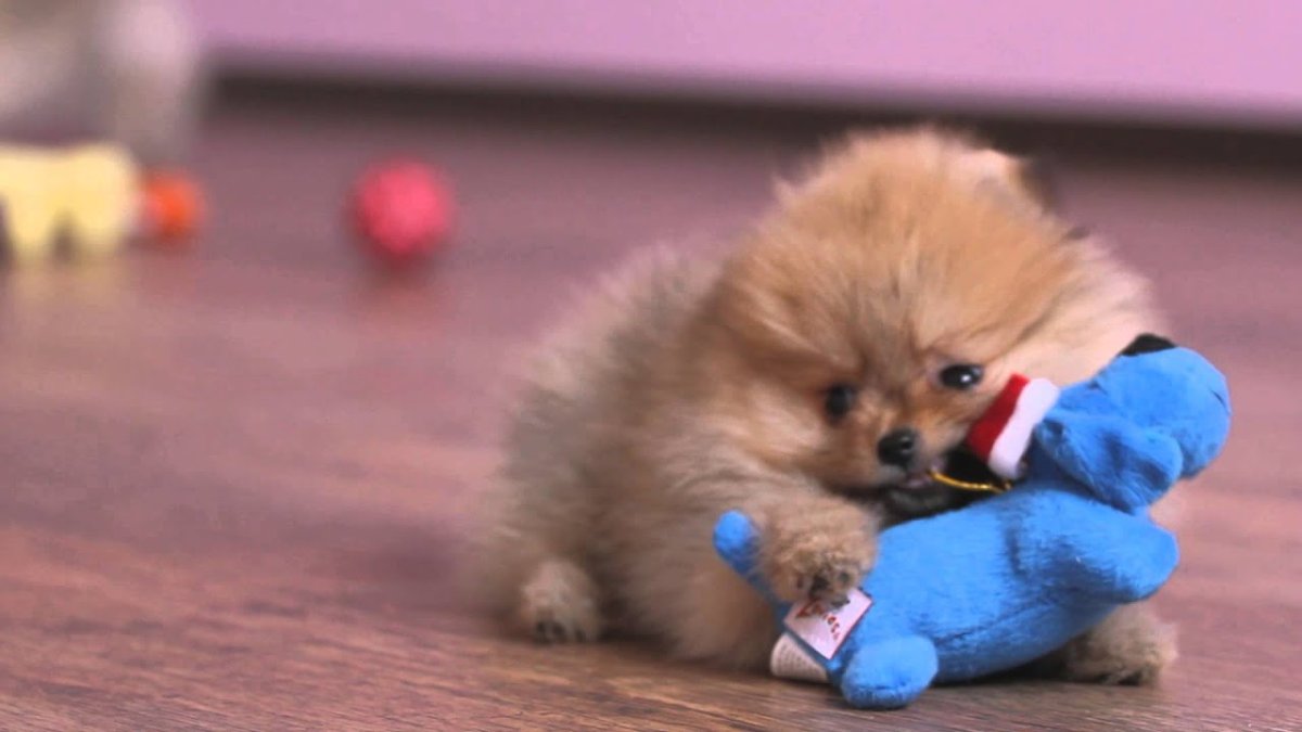 Карликовый померанский шпиц 2 месяца