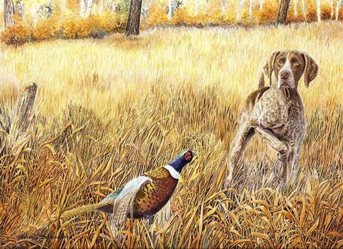 Охота на фазана с дратхааром