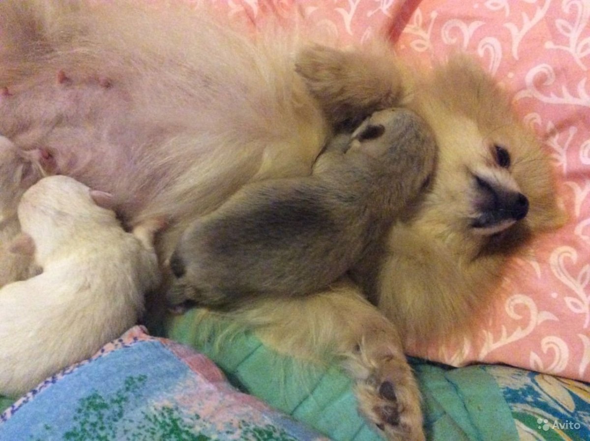 Померанский шпиц малыш