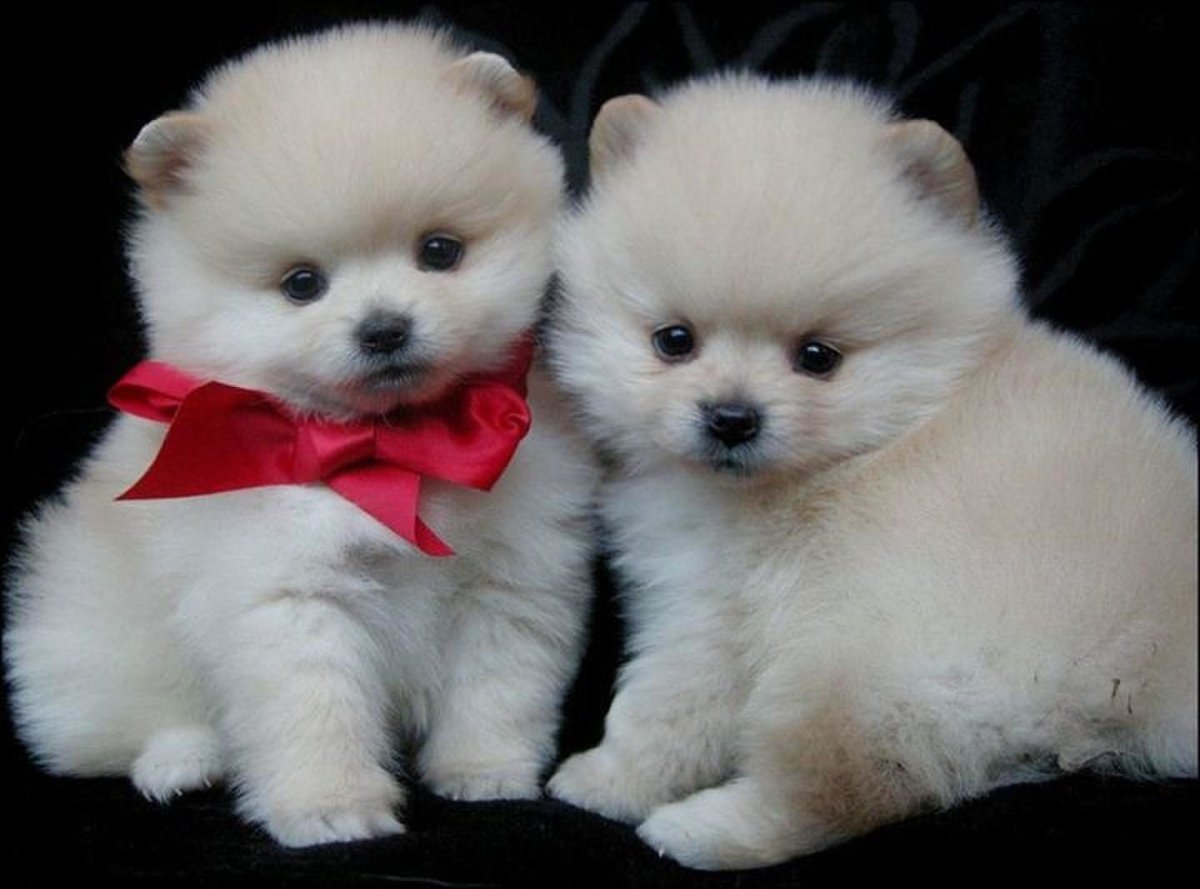 Шпиц померанский Сонный