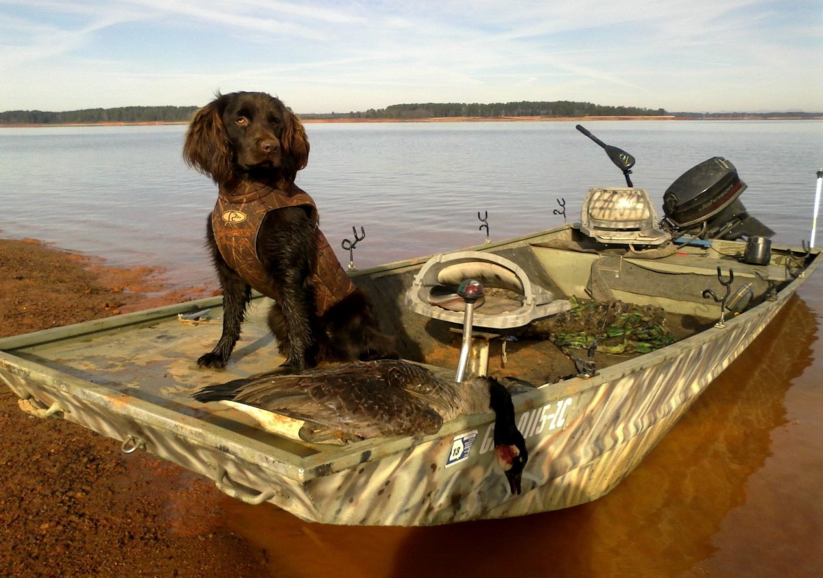 Охота с спаниелем на утку