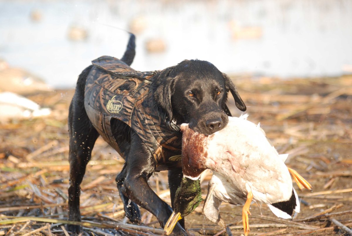 Охотник с собакой