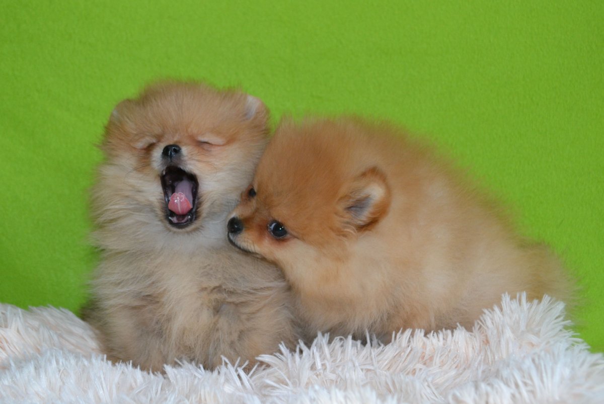 Померанский шпиц хомячок