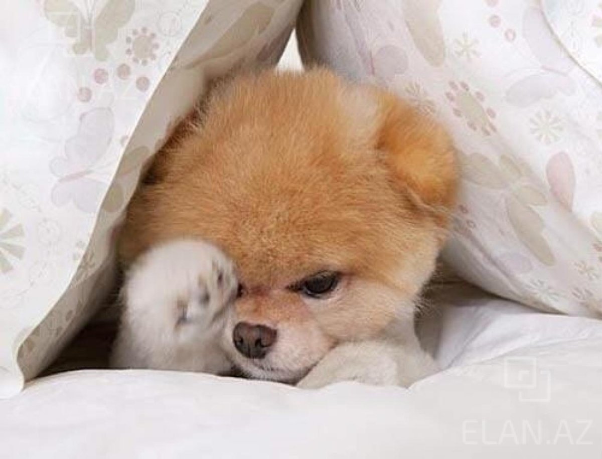 Родившиеся щенки шпица