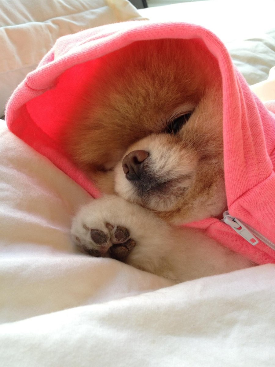 Новорождённые щенки шпица