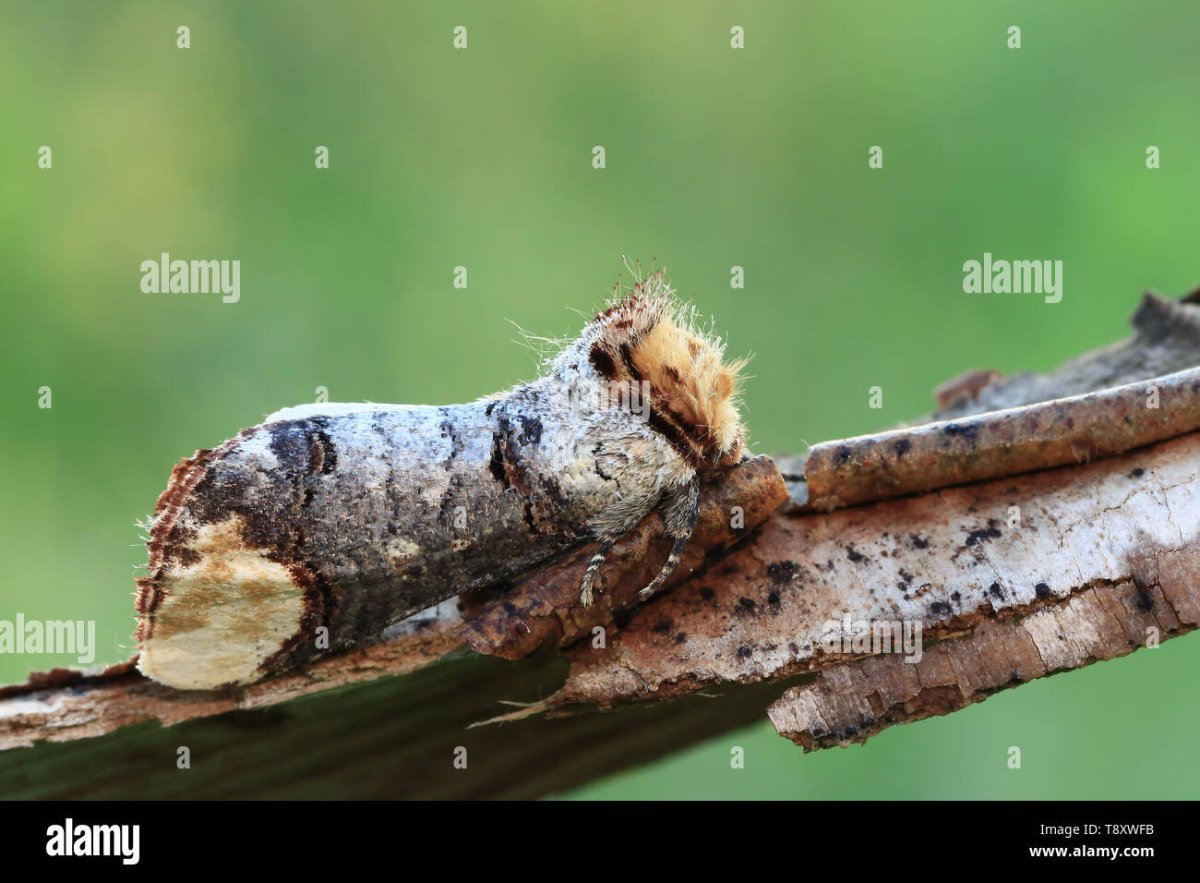 Лунка серебристая гусеница