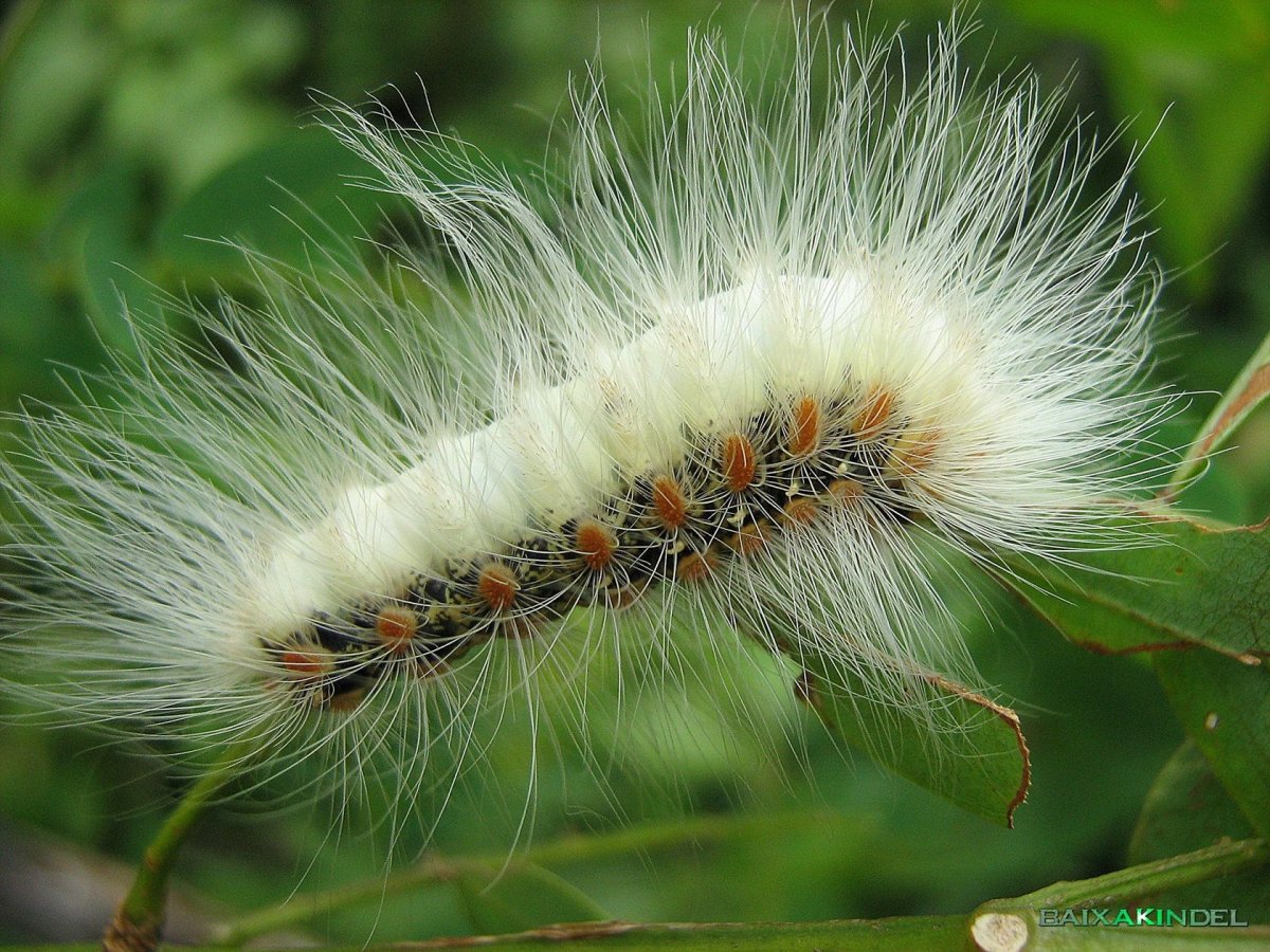 Гарпия бабочка и гусеница