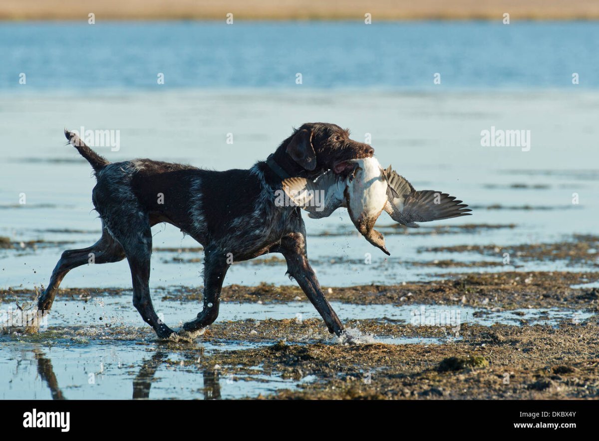 Собака с уткой в пасти