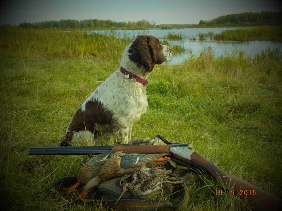 Охотничьи собаки на уток