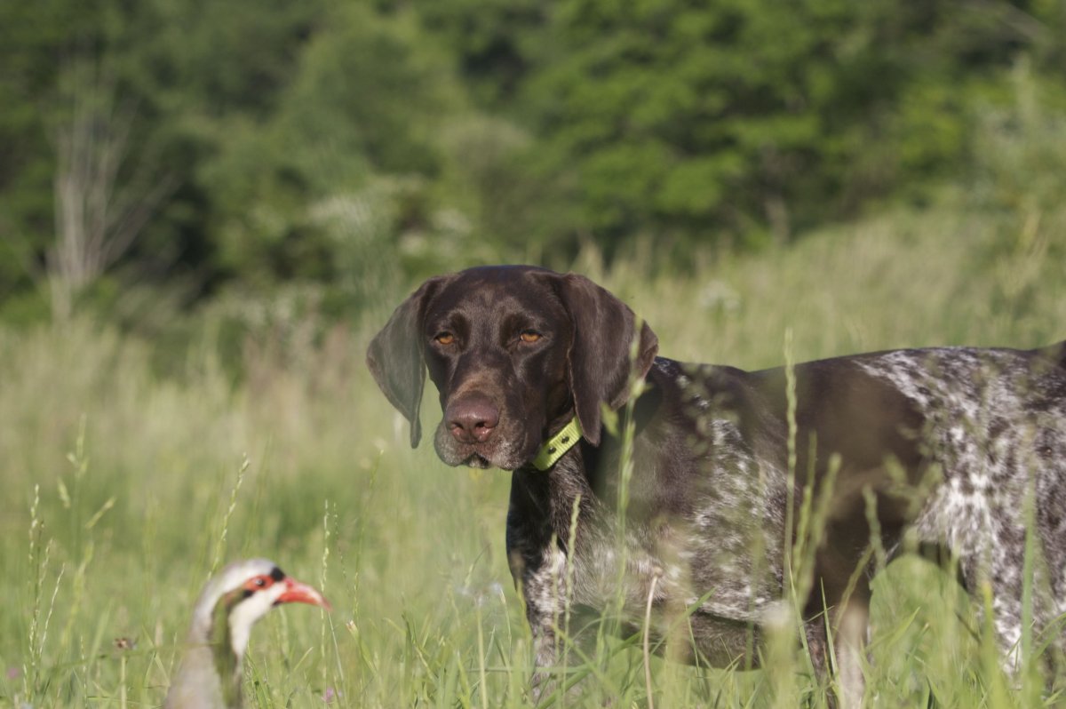 Курцхаар охотник на утку