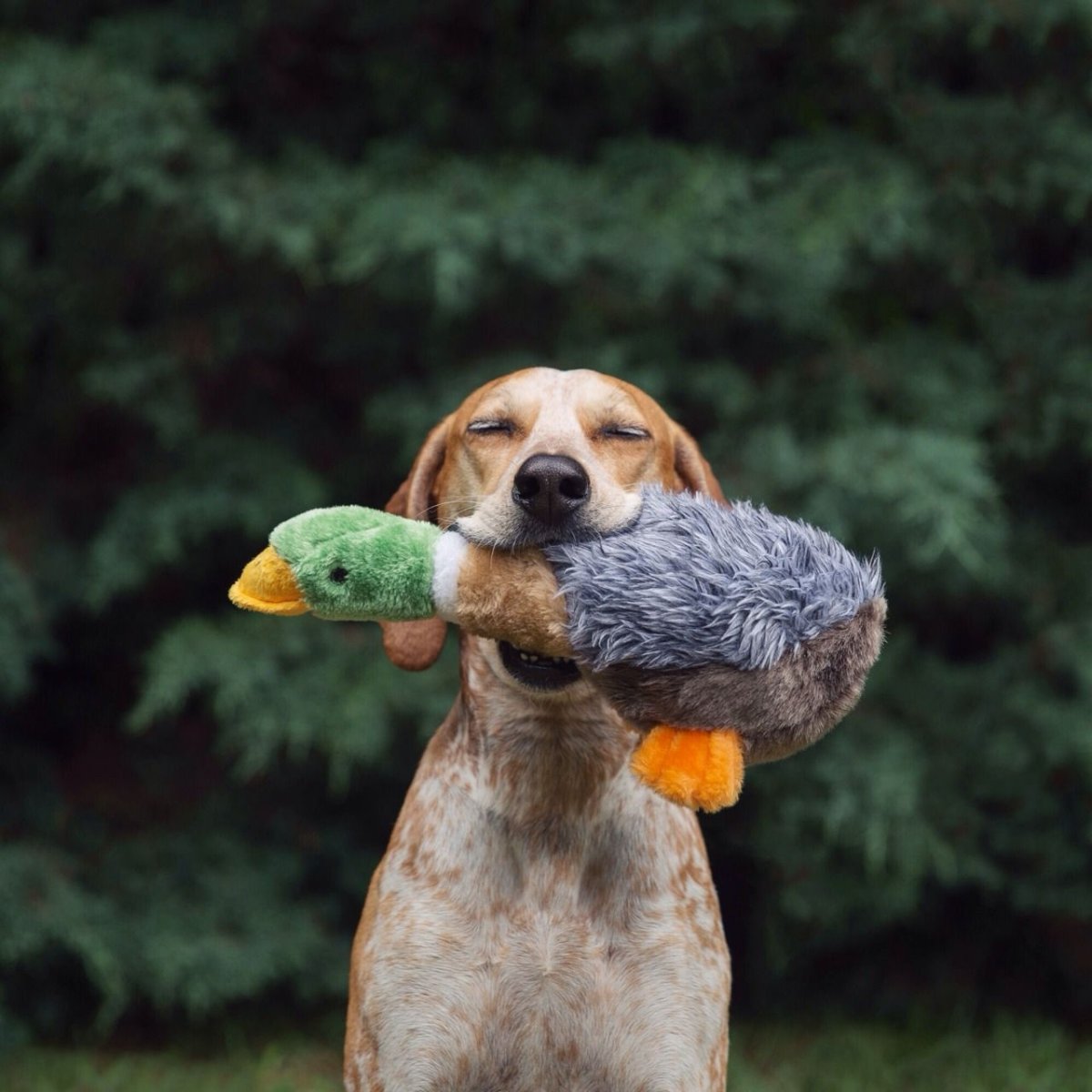 Утка для собак