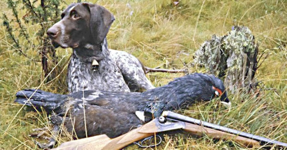 Охота на пернатую дичь Глухарь