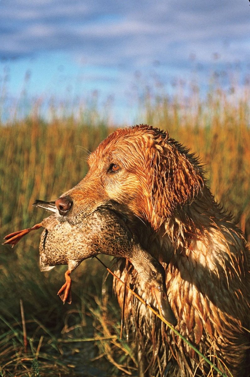 Охотник с собакой