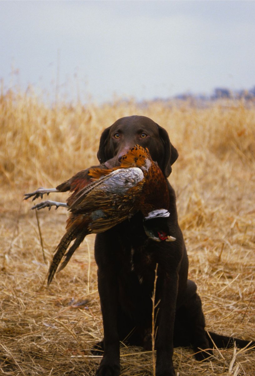 Спрингер спаниель на охоте