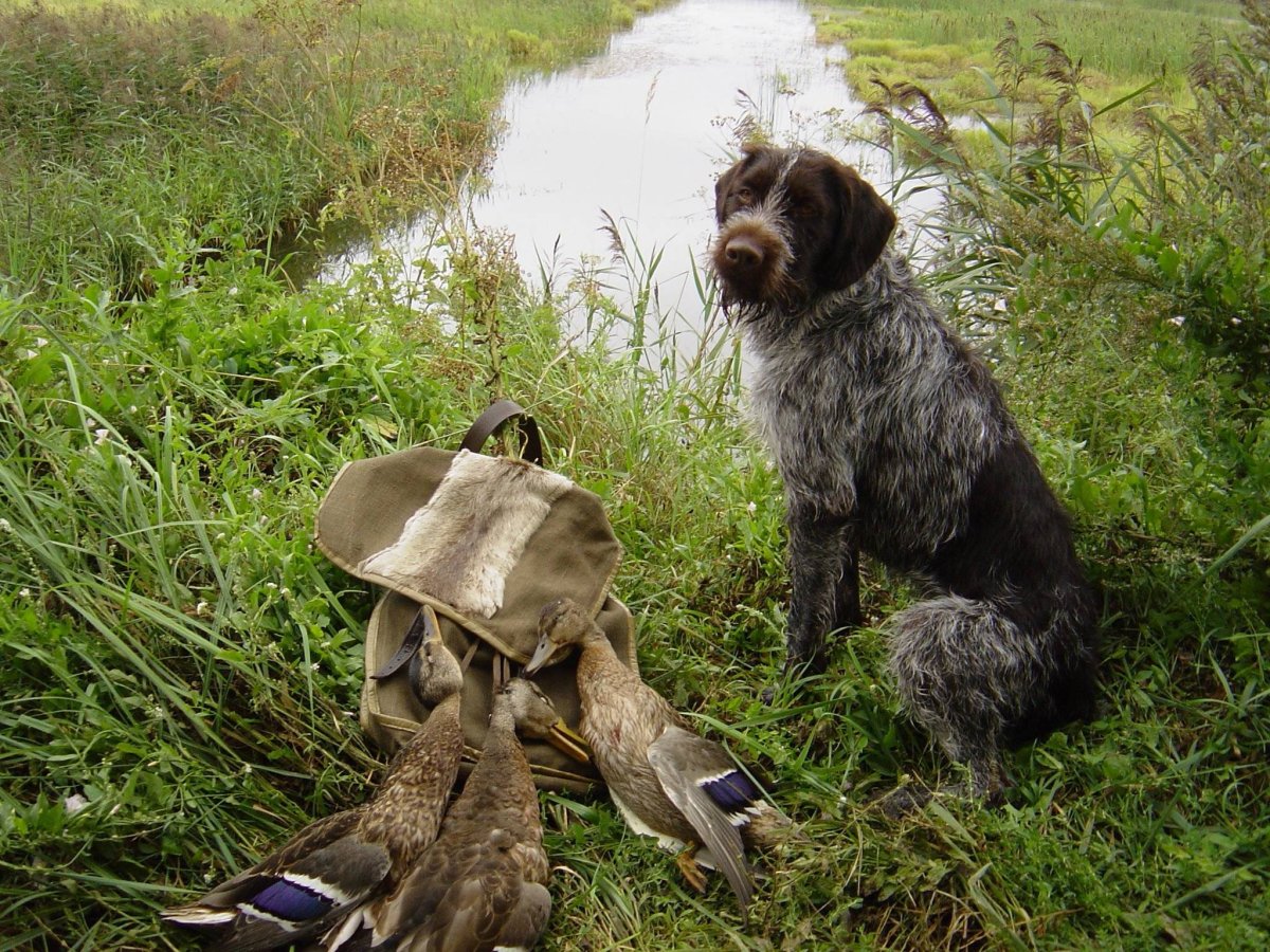 Охотничьи собаки на зайца и утку