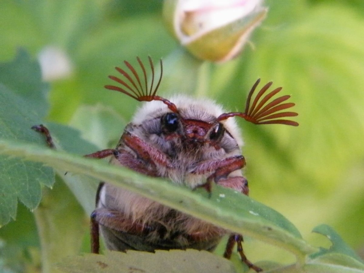 Хрущ Майский Жук молодой