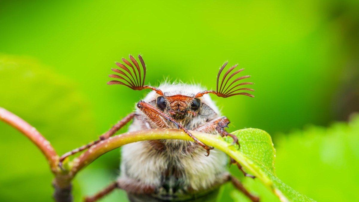 Майский Жук фото