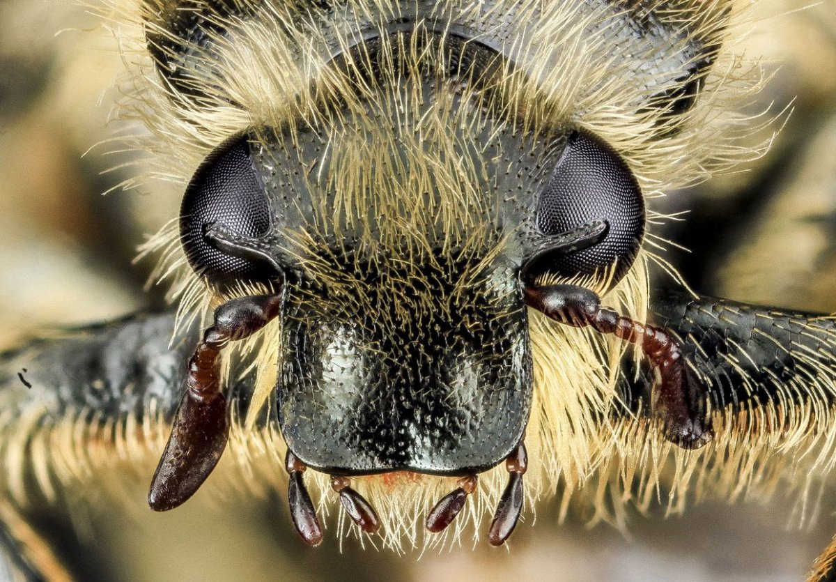 Майскийжук под микросклпом