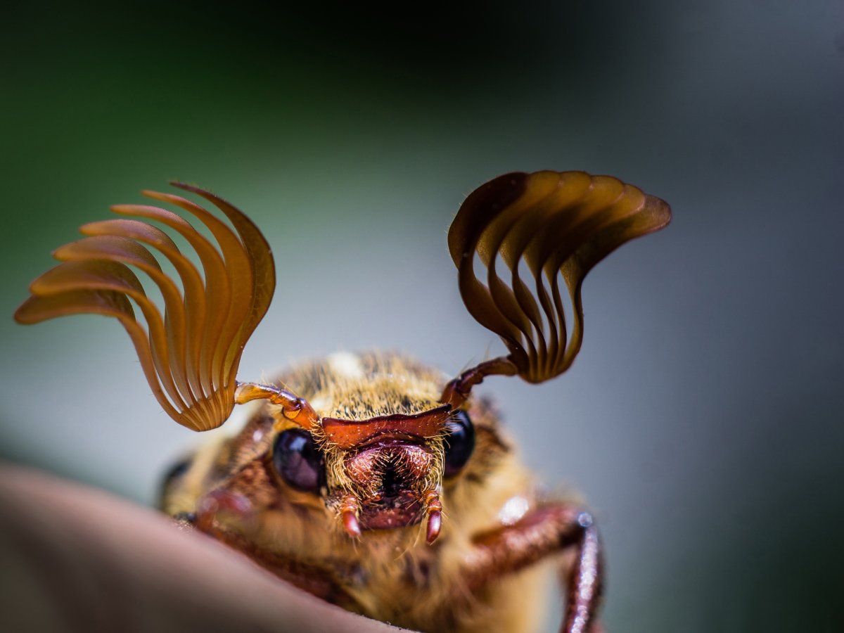 Майский Жук макрофото