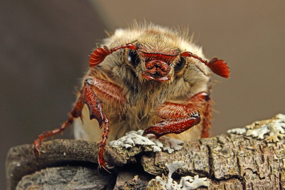 Майский Жук макро