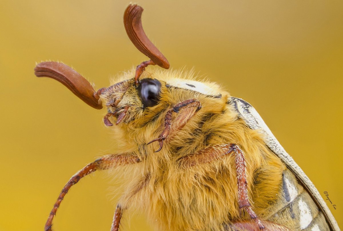 Майский Жук мордочка