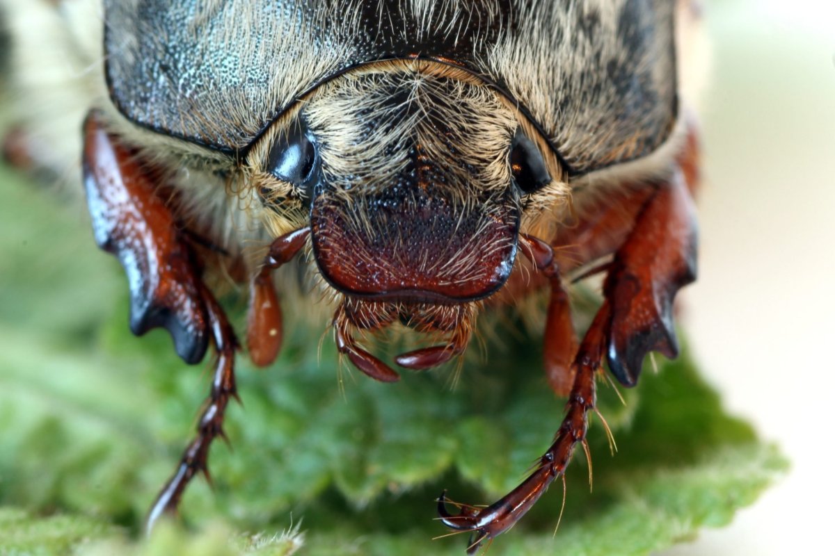 Глаза майского жука