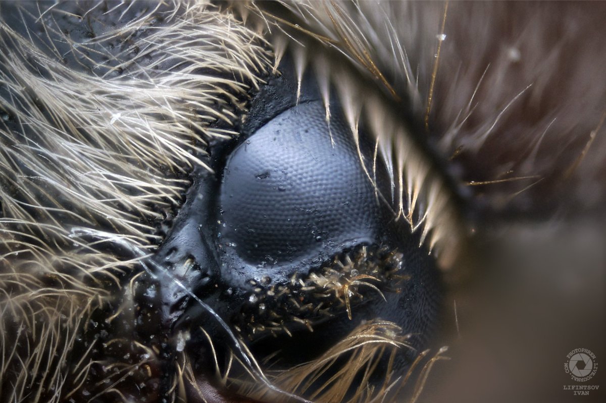 Глаза майского жука