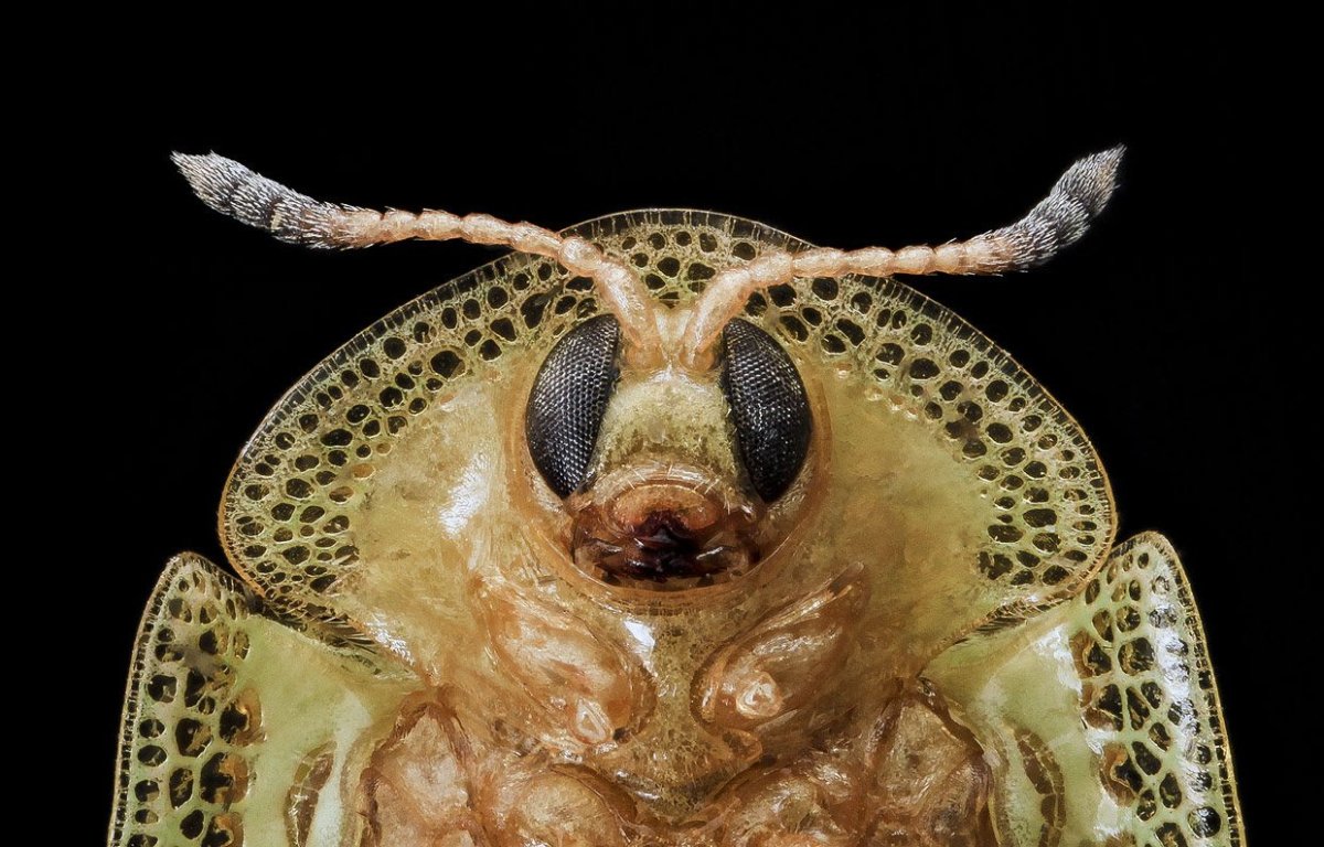 Жук клоп под микроскопом