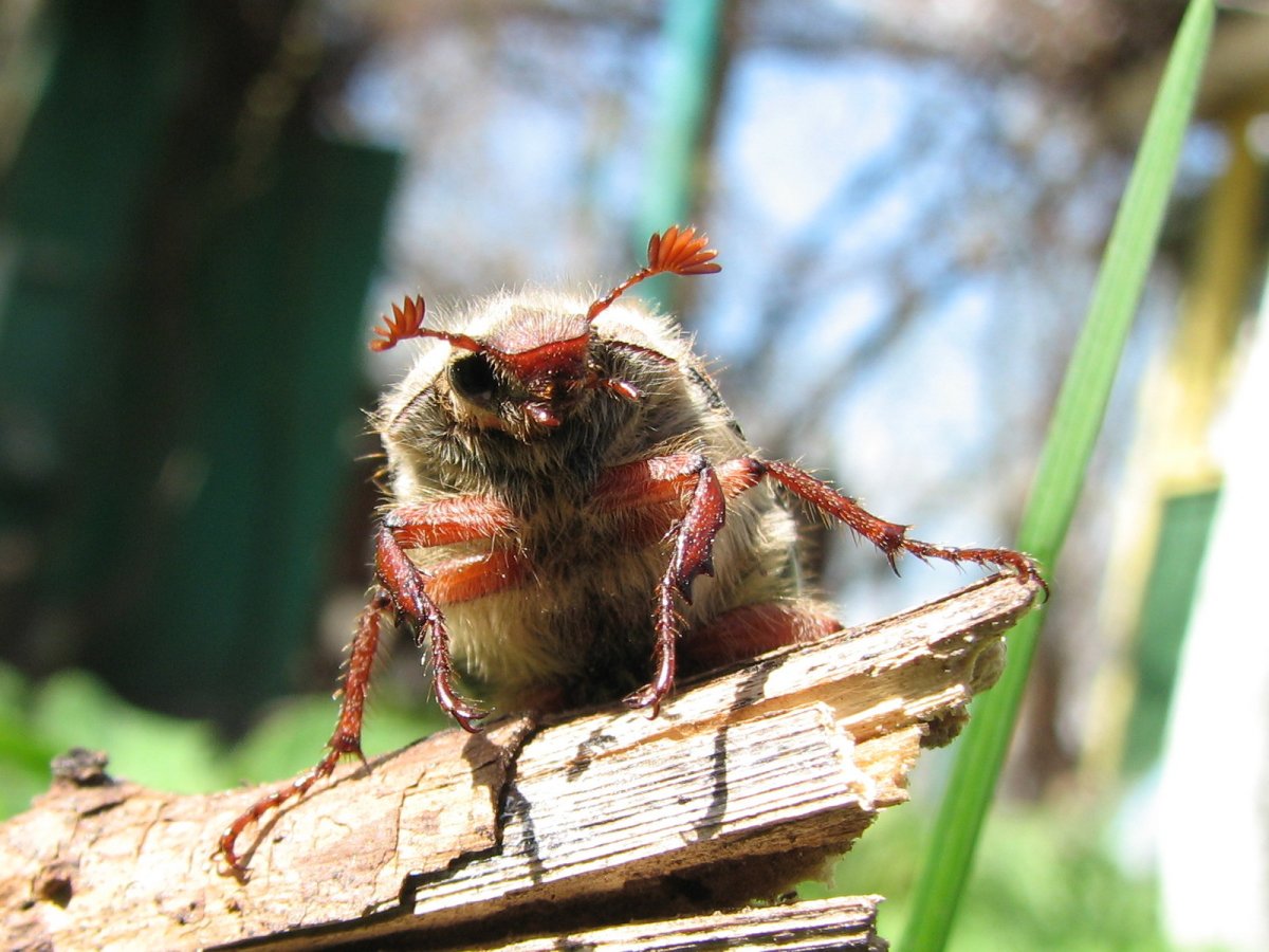 Майский Жук мордочка
