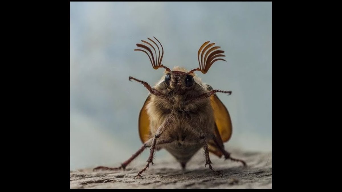 Майский Жук