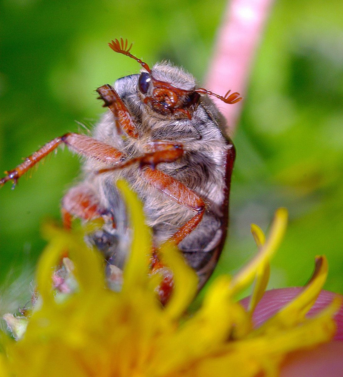 Майский Жук хрущ