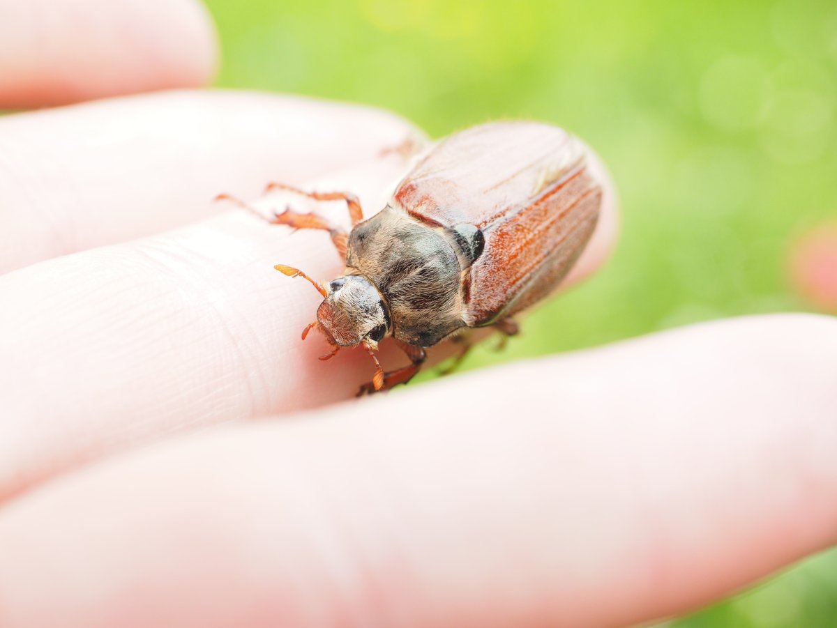 Шаранка Майский Жук